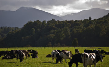 What does China want from New Zealand dairy? Dairy cows grazing on a farm in New Zealand. (Source: Grey Valley dairy farm, flikr images)
